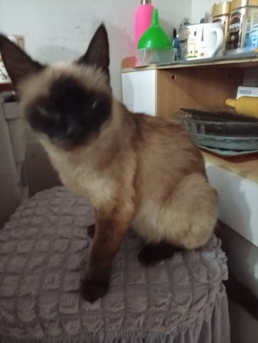 Сиамская кошечка