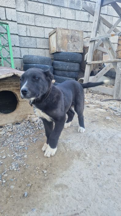 Тобек Күшік сатылады 2.3 аилык