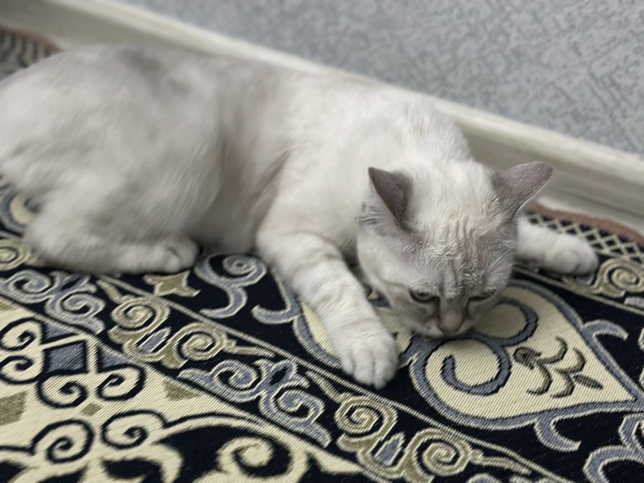 Кошка британски , кошка британский