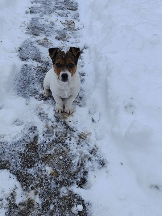 Mini xs Jack Russell Terrier