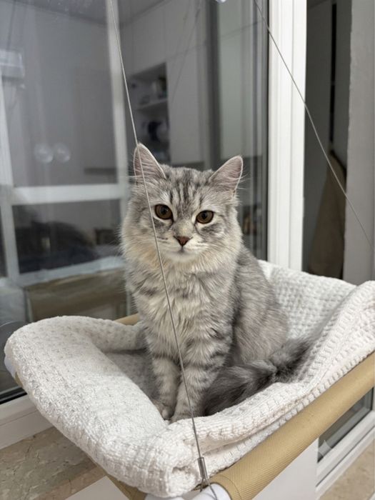 Кошка  стерилизована ласковая в ответственные  руки