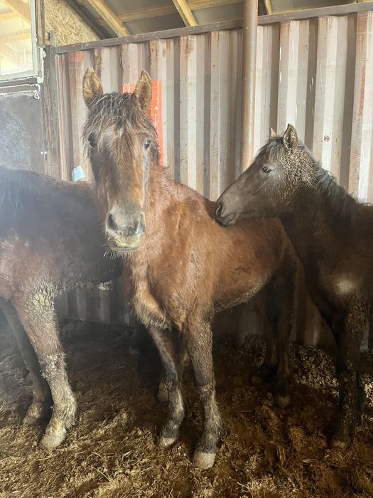 Кунан обученный