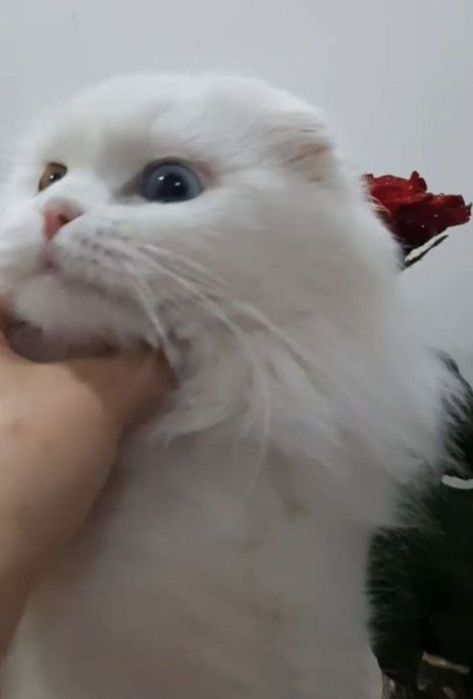 Роскошная Скоттиш Фолд черепахового окраса