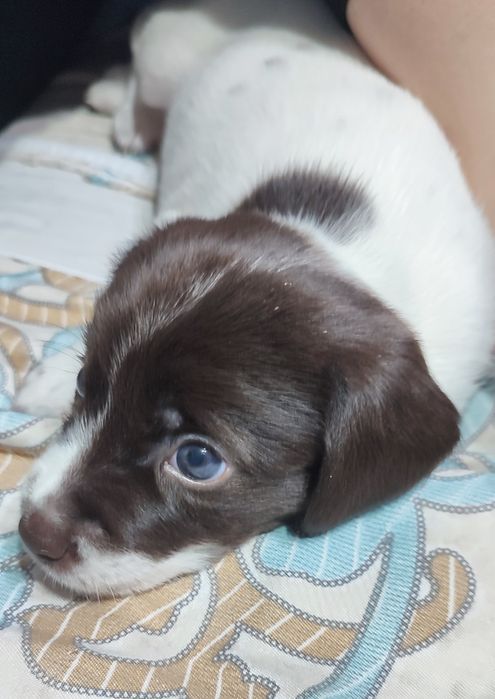 Спаниели. Щенки спаниеля