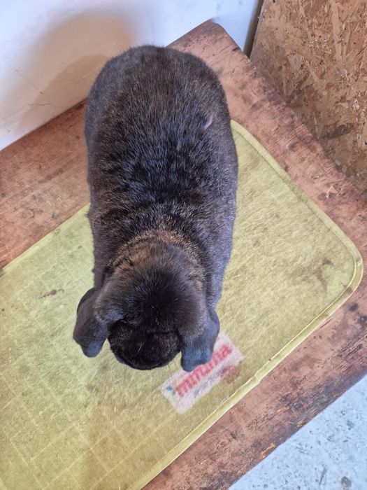 Femela Berbec German 96.5p