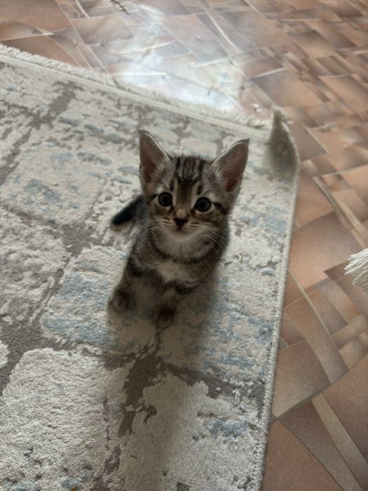 Котята британцы короткошерстные