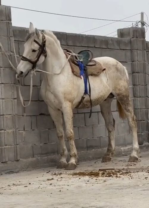 Айғыр сатылады 8жасар