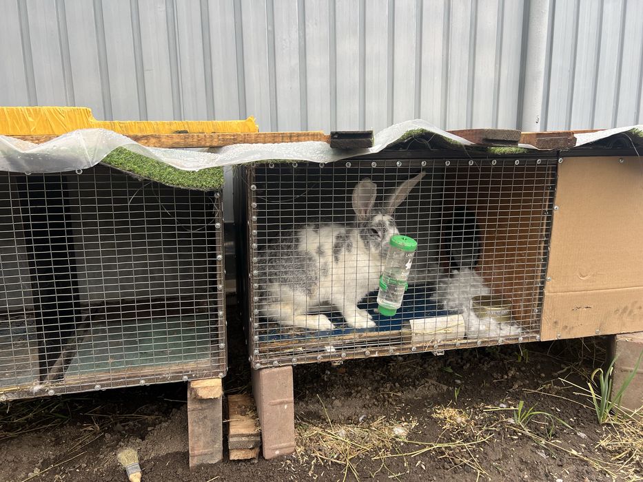 Продается кролики