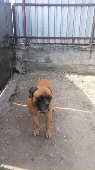 Donez mascul boxer