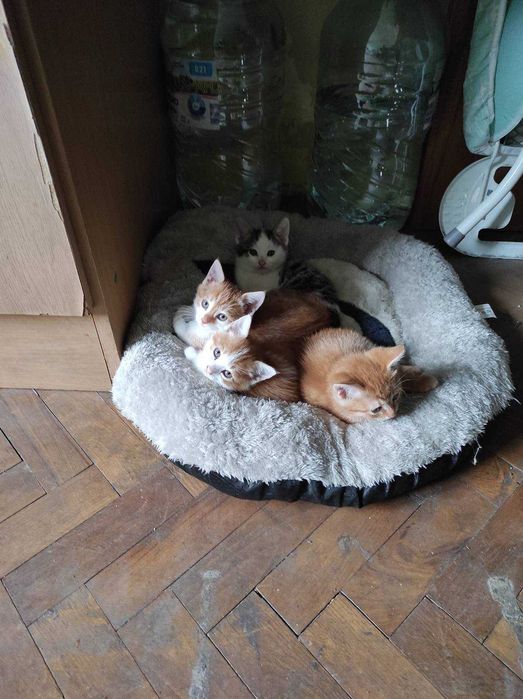 Подарявам малки котенца