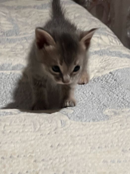 Отдам котят девочек