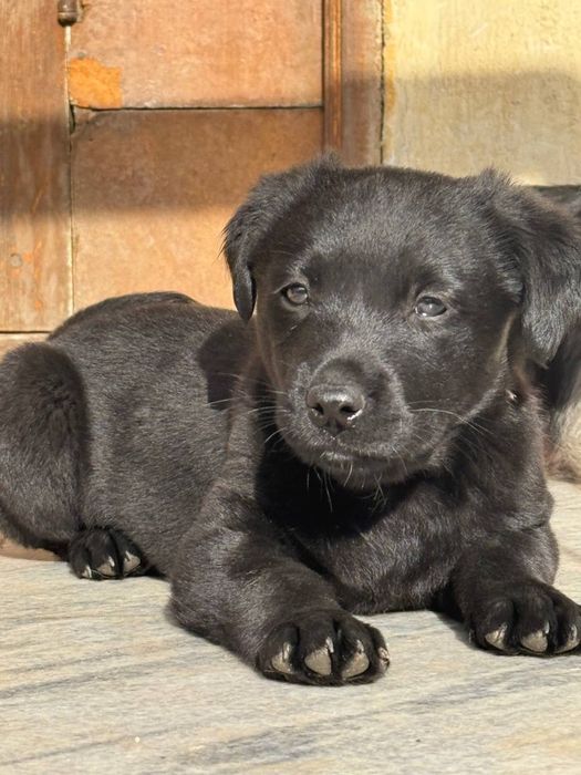 Щенок в добрые и ответственные руки