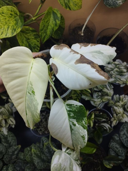 Комнатные растения все по 1000