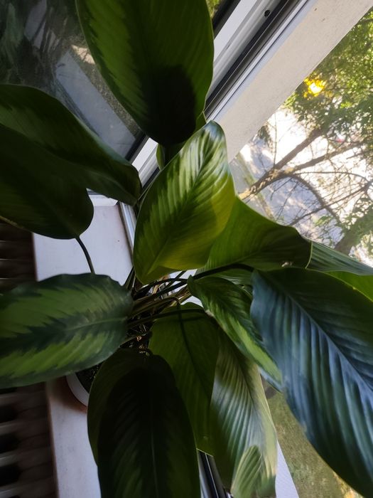 Vând planta  Calathea