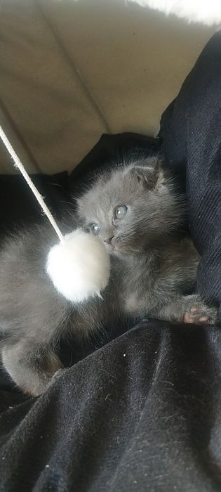 шотландский вислоухий котенок