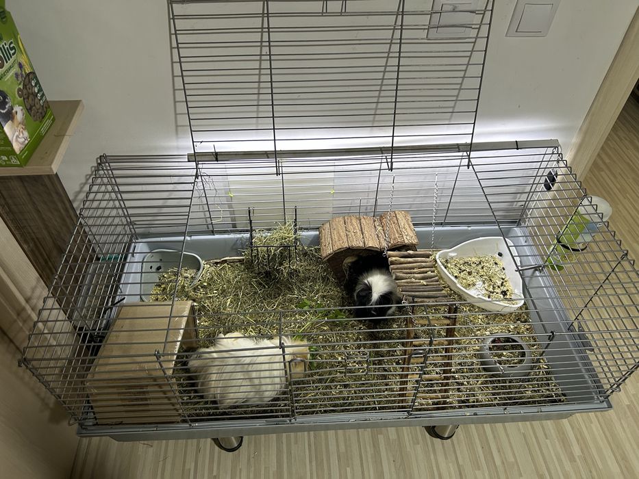 Donez 2 porcusori de guineea, impreuna cu ei vand cusca si accesoriile necesare.