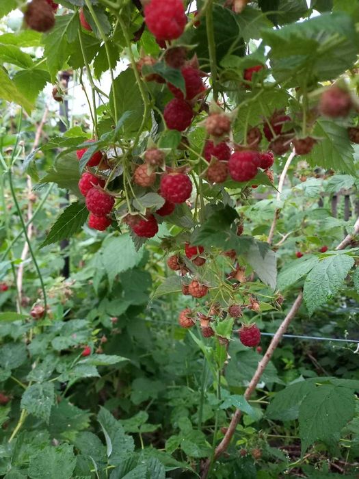 Продам дачу.Кировец 1 .ДСР.