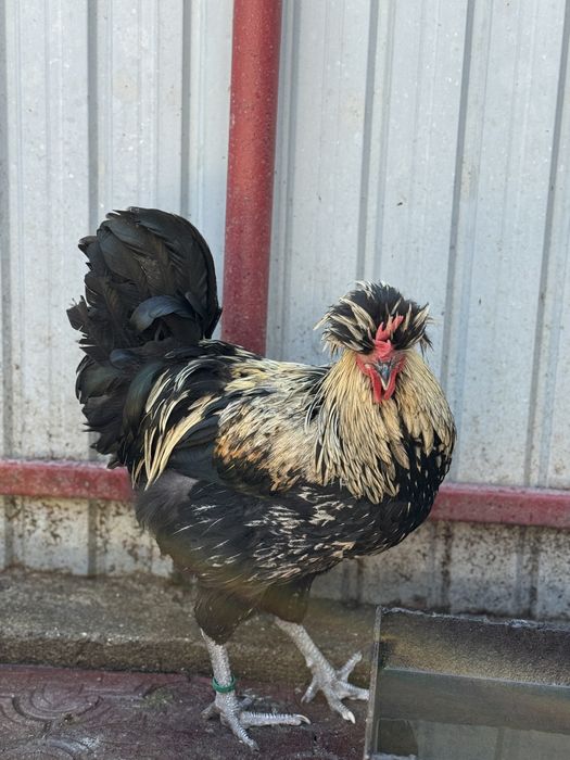 Cocoși de rasă – Moțați, Wyandotte, Ameraucana, Păduană, Australorp