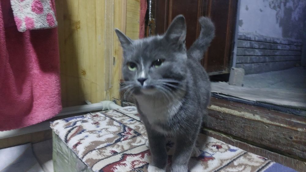 отдам кошку(котенка)