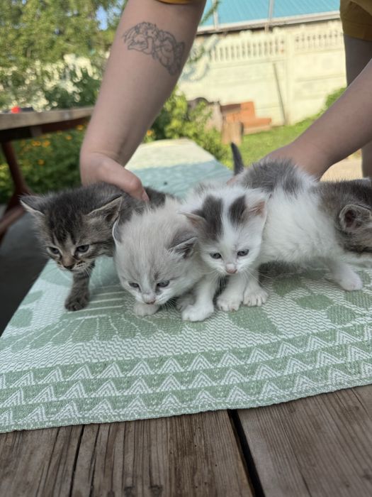 Котики в хорошие руки