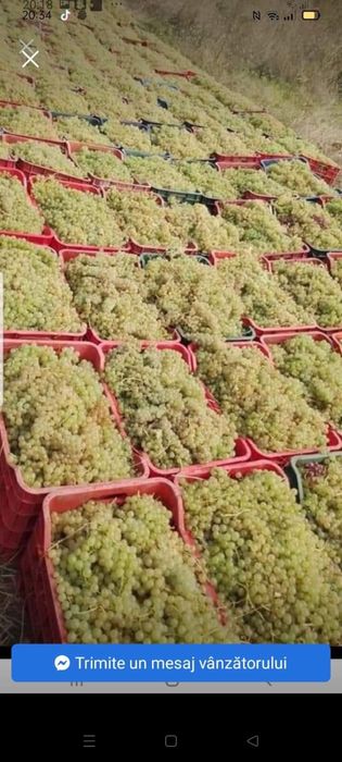 Vand struguri de vin productie 2022