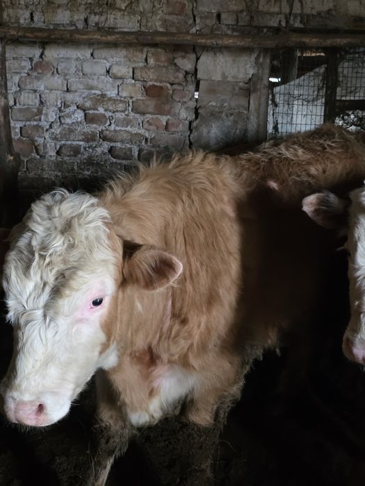 Бұқа ( быки) сатылады