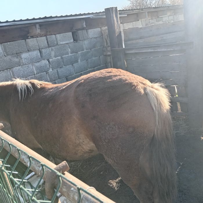 Согым, кунан и крупный тай