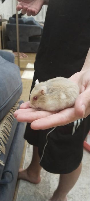 Продам хомяка с клеткой торг