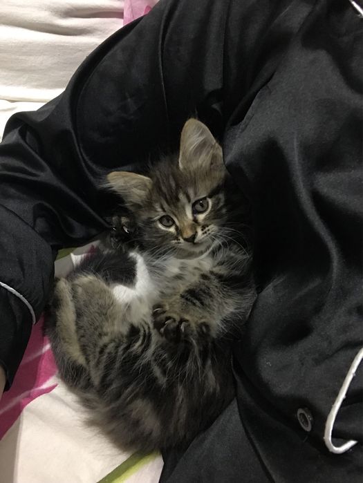 продаем 2 котят!можно купить одного из них.