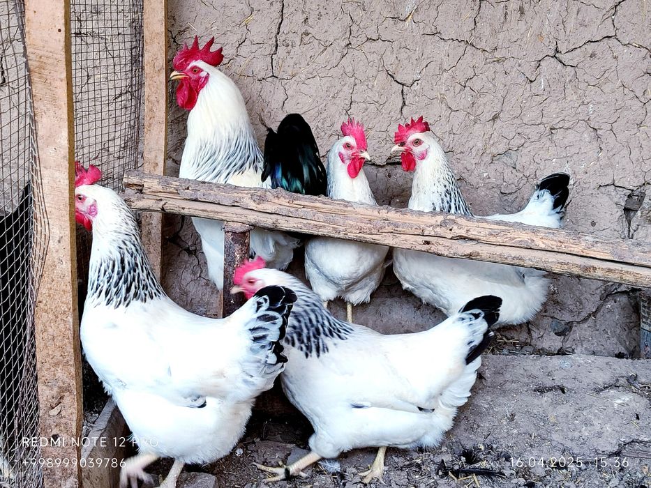 Серебристий Адлер товуклар  тухум жужалари сотилади