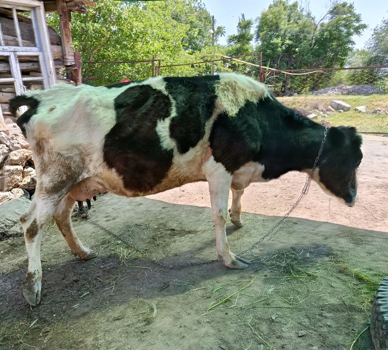 Sigir, buzoq sotiladi