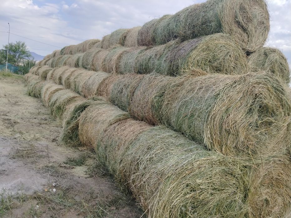 Продам сено люцерна в рулонах