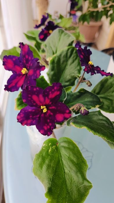 Фиалки сортовые продам