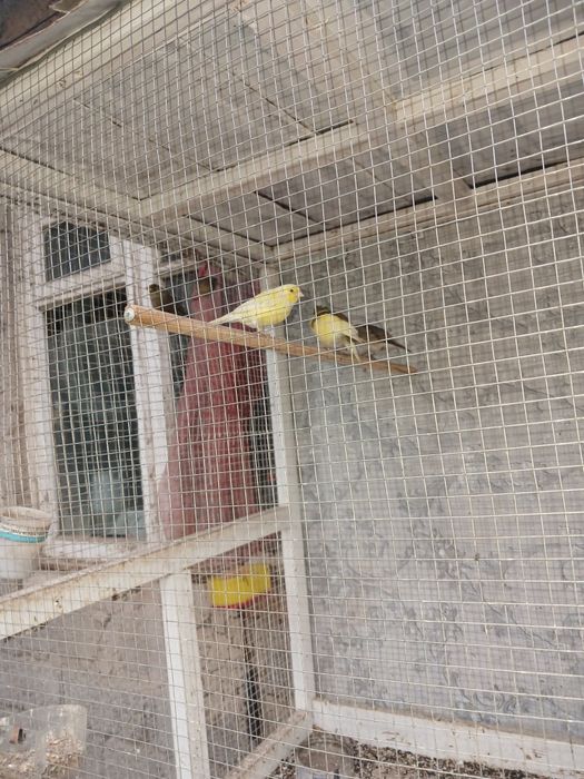 Канарейки самка и самец