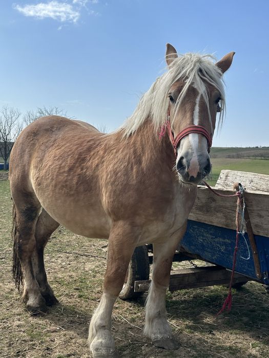 Vand manza de 3 ani gestanta