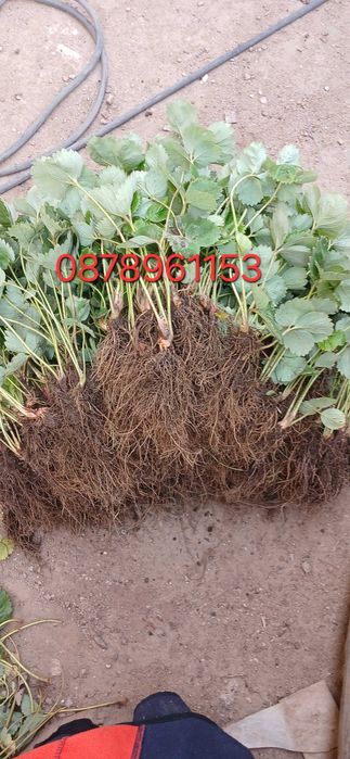 Разсад Ягоди И малини