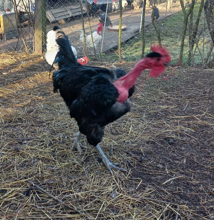 Ouă de incubație – Gât-Golaș transilvănean, creștere liberă