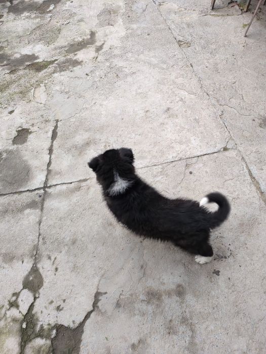 Щенок дворянской породы