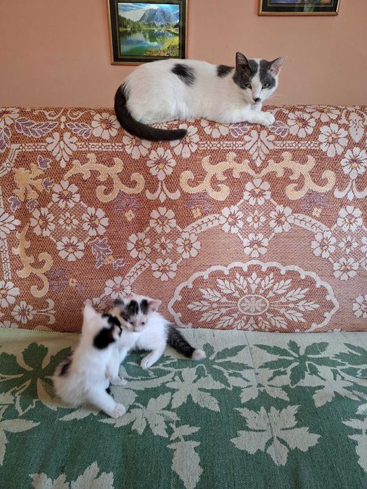Отдам котят даром в добрые руки.Фергана.