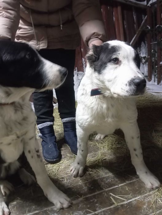 Щенки алабая (САО) девочки