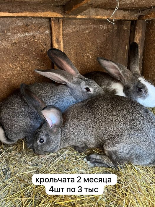 продам кроликов