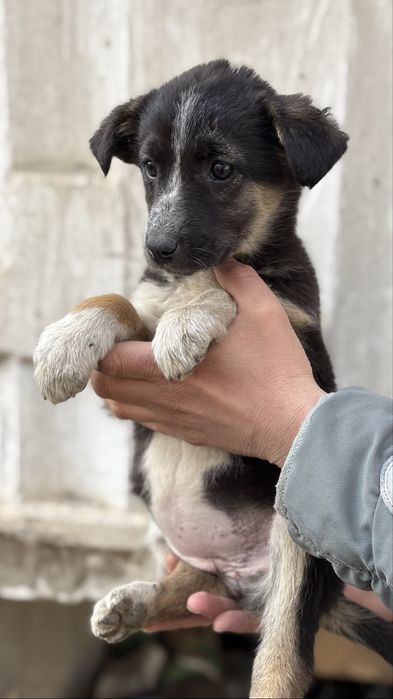 Щенки в добрые ручки