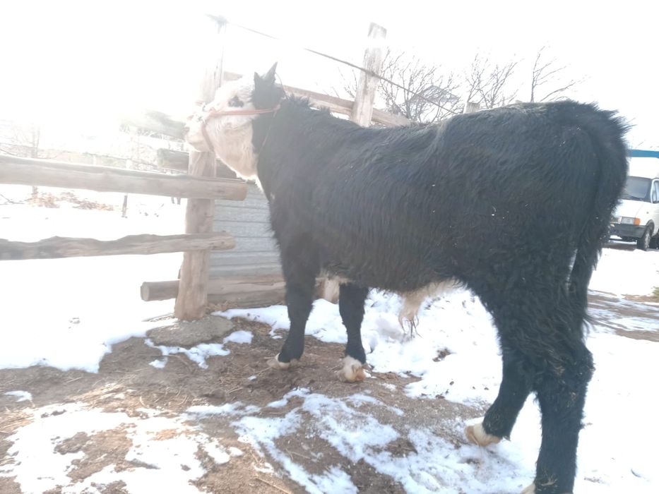 Өгіз сатылады. Түркістан.