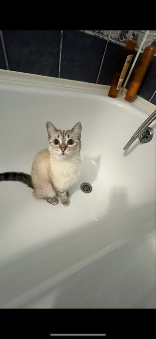 Отдам кошку в добрые руки