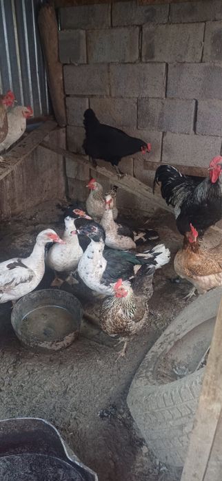 Продам индюков и куры