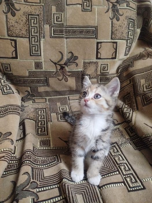 Отдам а хорошие руки