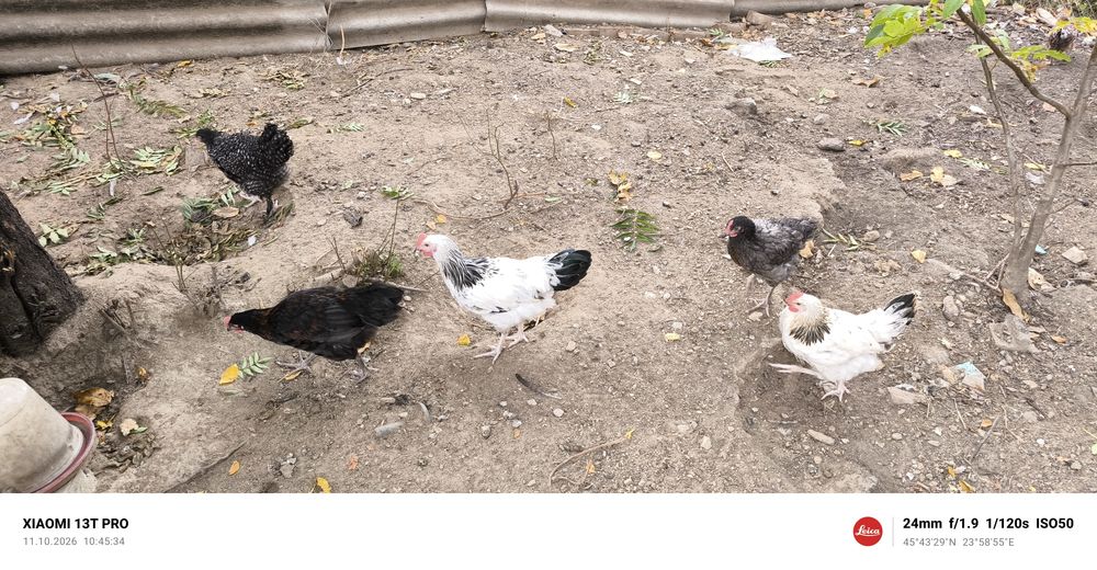 Cocoși tineri austrolop și susex HD vârstă 3,5 luni