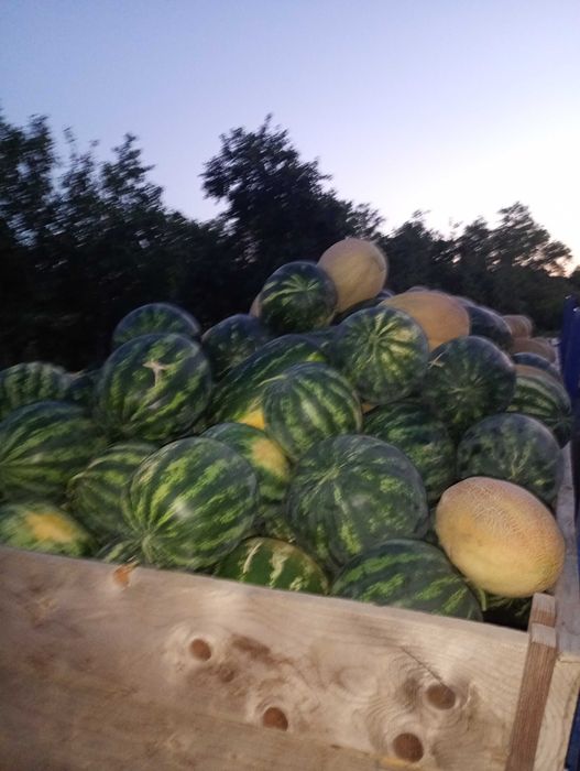 Lubenița proaspăta