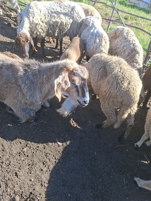 Vand berbec  sau schimb cu capre