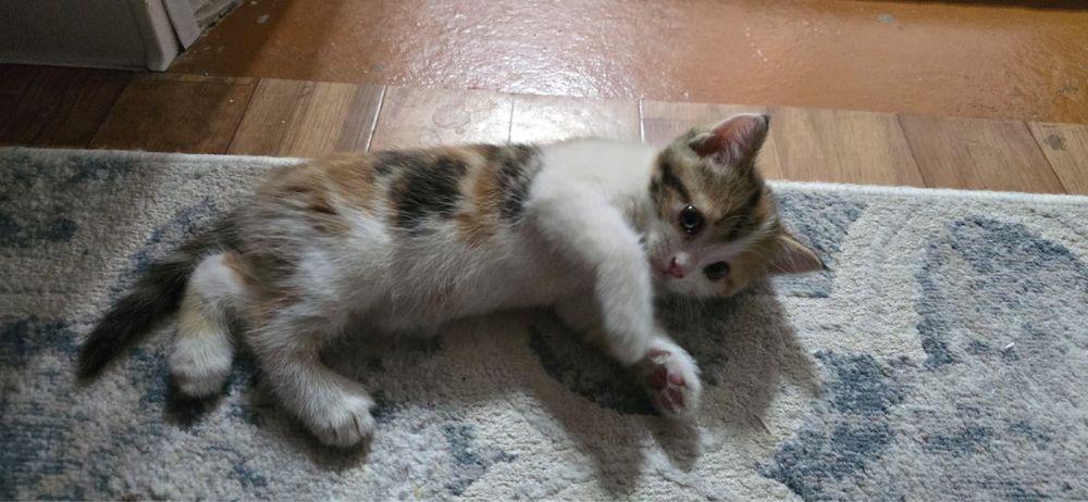 ШЫМКЕНТ! отдам котят в добрые руки!!